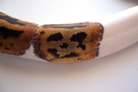 Male Pied - Pumpkin Spot