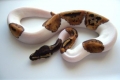 Male Pied
