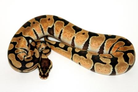 Male Enchi