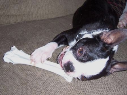 Logan - Boston Terrier Puppy