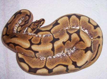 M.j. - Spider Female