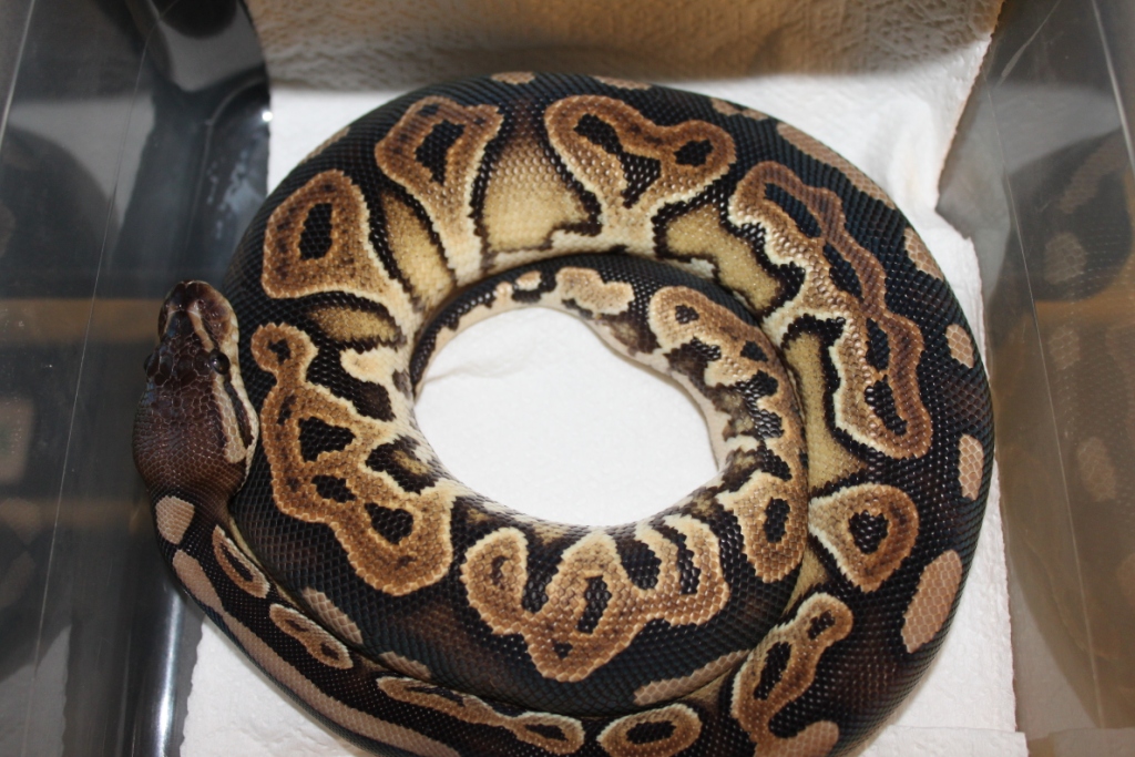 Mini - Female Cinnamon 