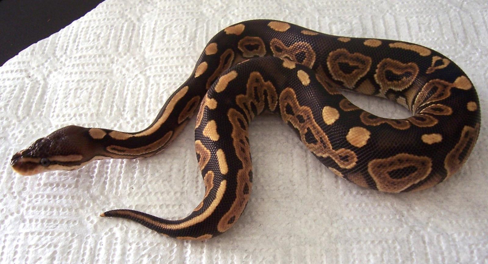 '09 Cinnamon Female