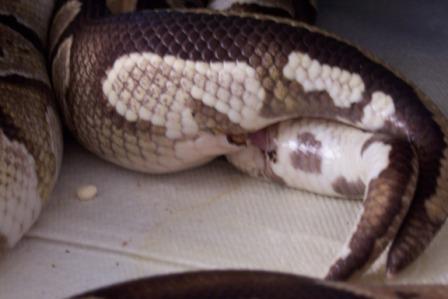 Copulation Close-up
