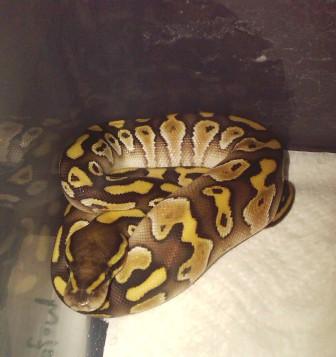 Mojo - Male Lesser Poss Het Caramel