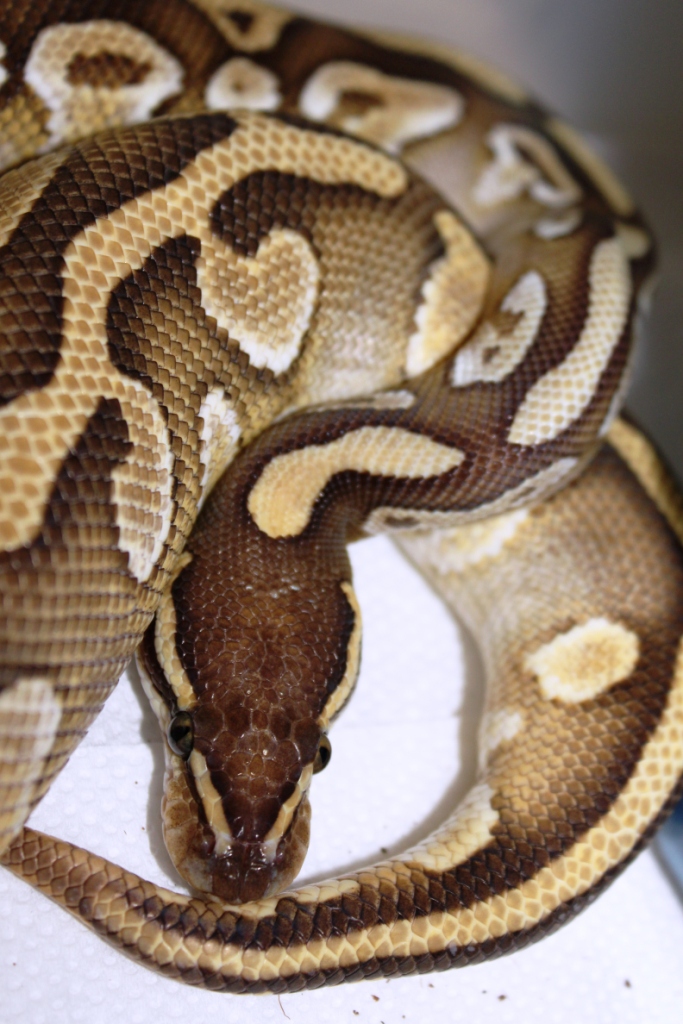 Mojo - Male Lesser Poss Het Caramel Albino