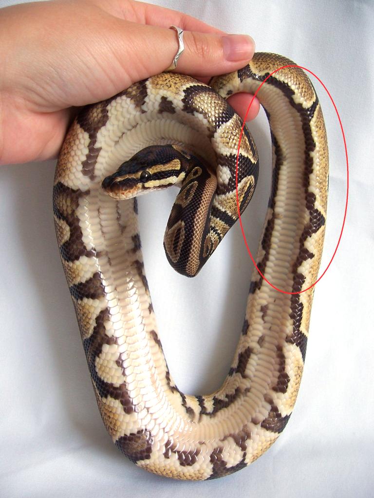 100% Het Pied Belly