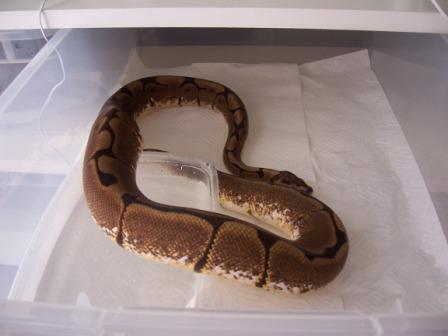 Male Spider 66% Het Lav. Albino