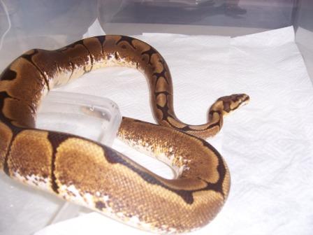 Male Spider 66% Het Lav. Albino
