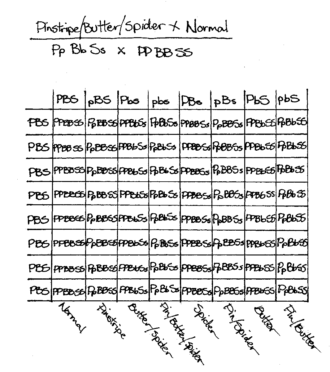 Punnett Square - Triple Co-dom X Normal