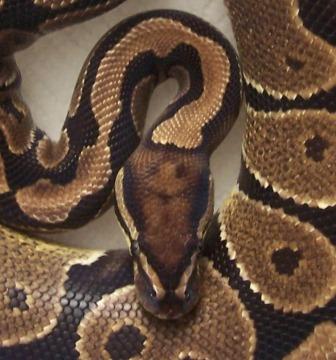 Het Vpi Axanthic
