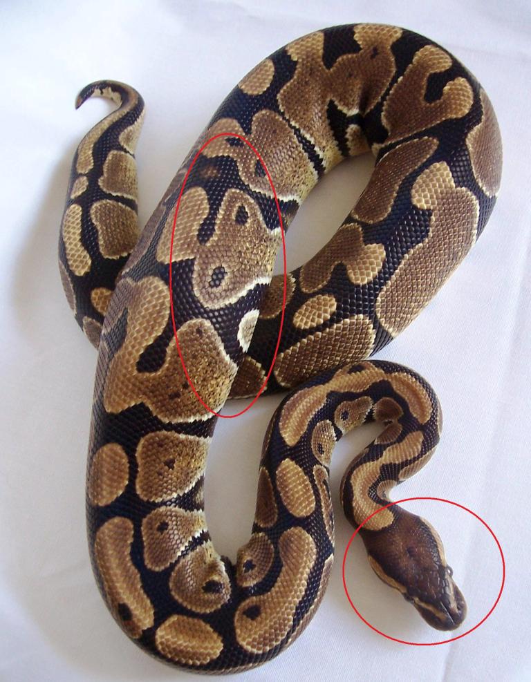 Poss Het Caramel Albino