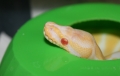 Sunny - Female Albino