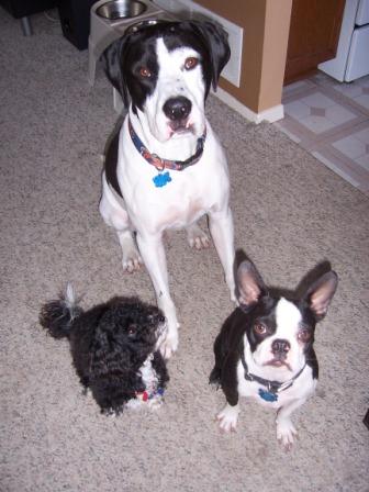 Dogs!