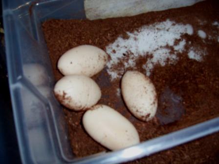 Eggs/slugs