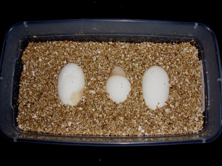 Eggs/slugs