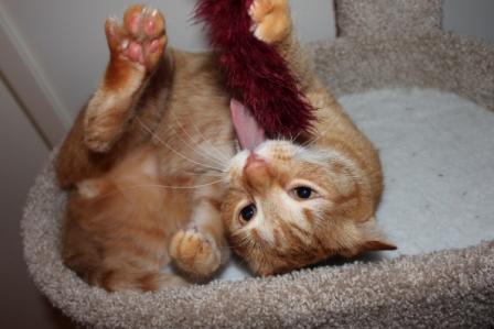 Tony On Catnip With New Tower