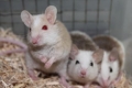 African Soft Furred Rats (asfs)