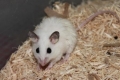 African Soft Furred Rats (asfs)
