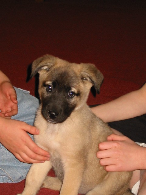 Freya as a puppy