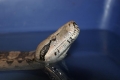 Trying To Id This Boa