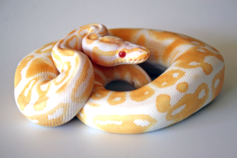 albino