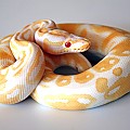 albino