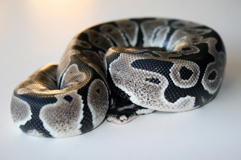 axanthic