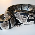 axanthic