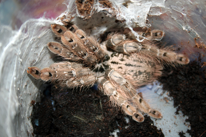 h.maculata
