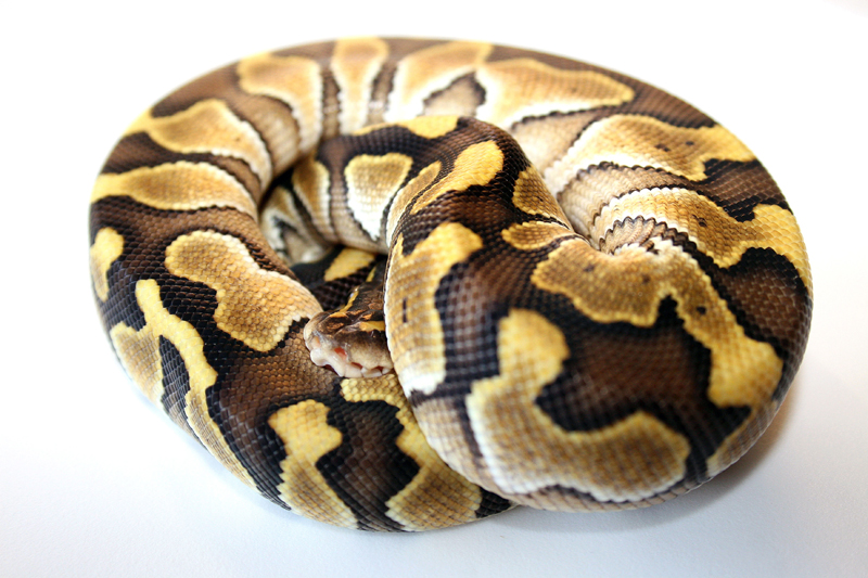 lesser