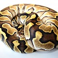 lesser