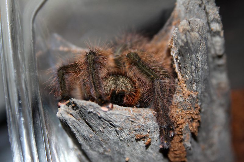 m p.ornata