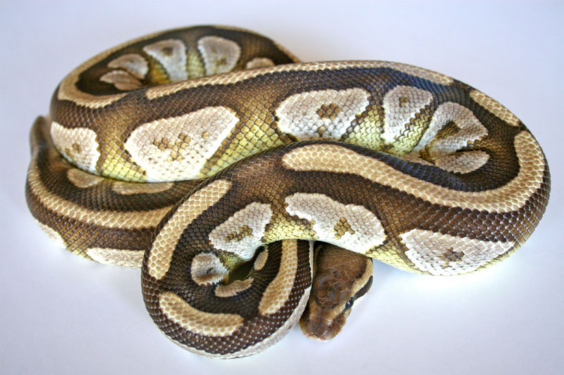 mojave