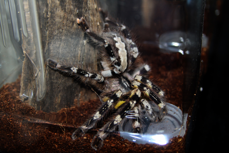 f p.regalis