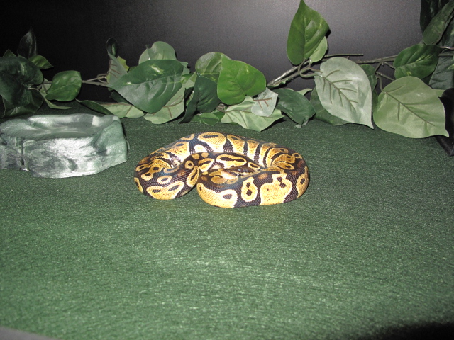 Dinko