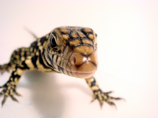 Baby Tegu