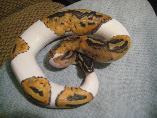 Snow-white  08 Pied Female