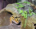 Gecko2