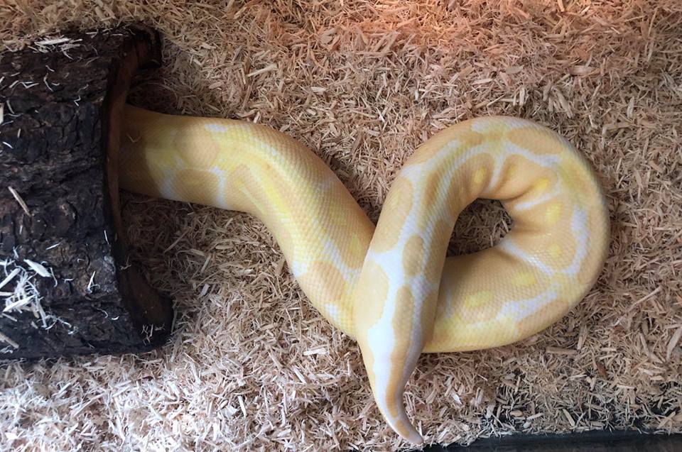 3snek