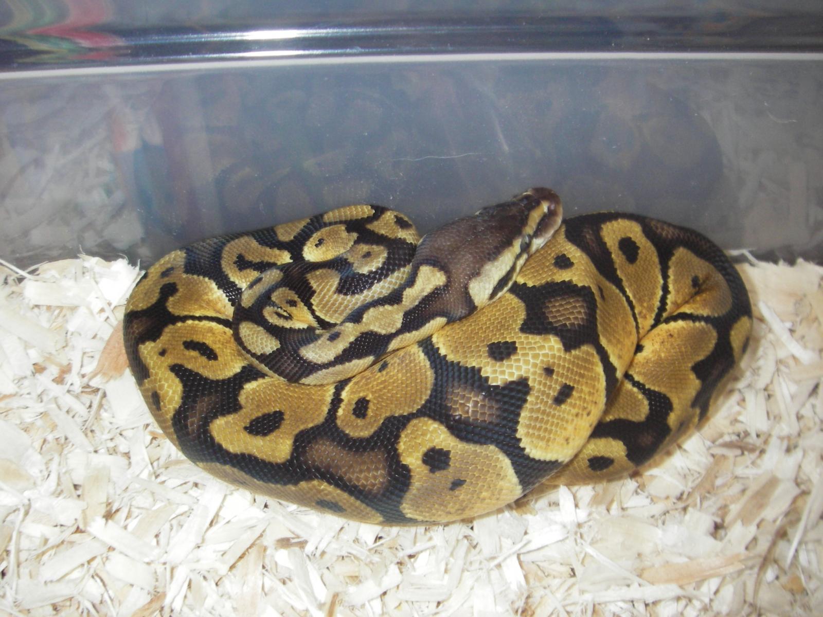 Clementine