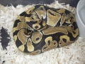 Sundae