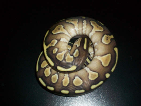 Snakes