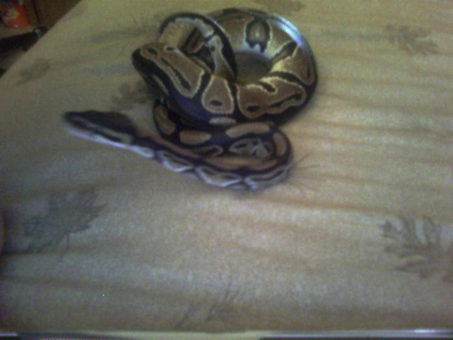 Ball Python
