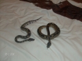 Gverseys Snakes