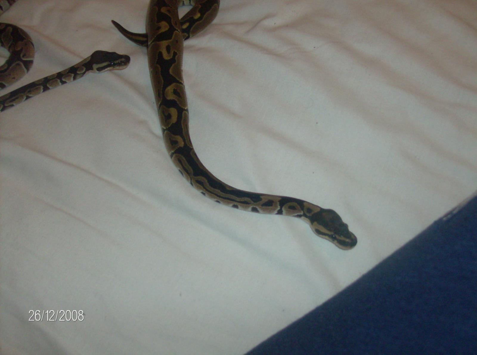 Gverseys Snakes