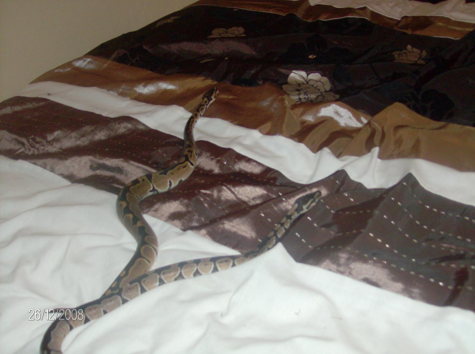 Gverseys Snakes