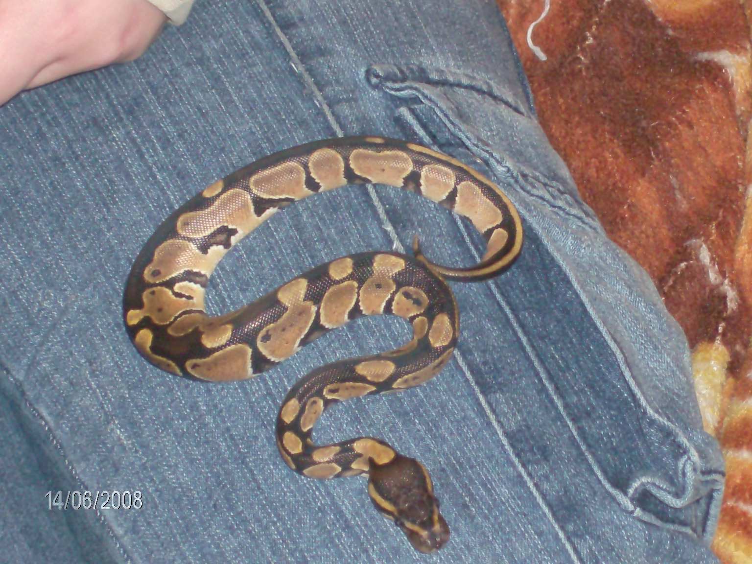 Gverseys Snakes