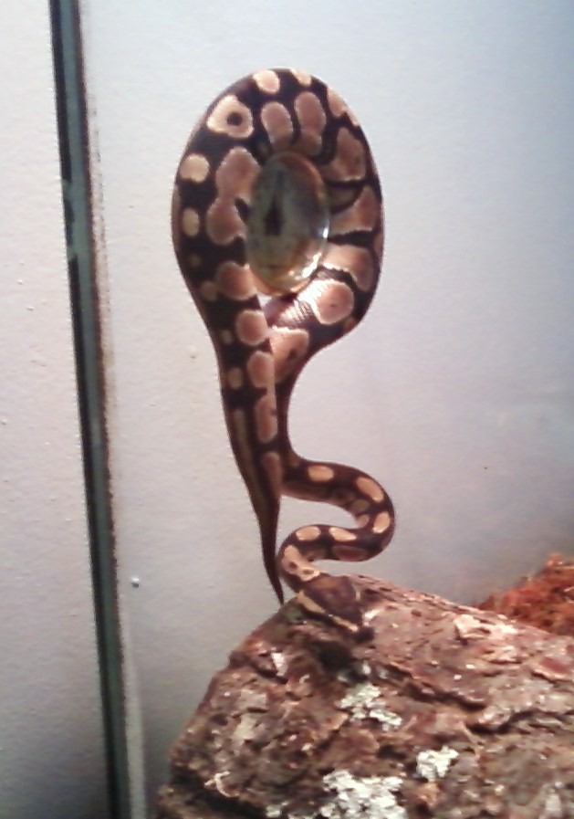 Loki
