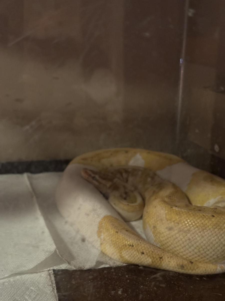 banana piec